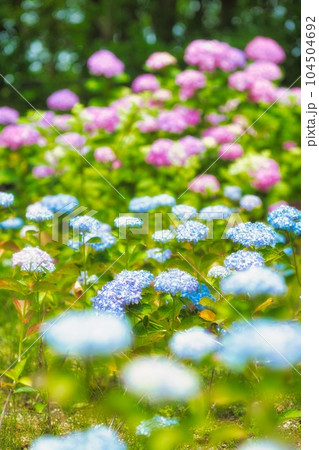 アジサイ　紫陽花　あじさい 104504692
