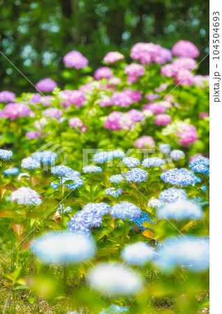 アジサイ　紫陽花　あじさい 104504693