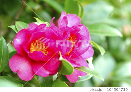 山茶花 104504730