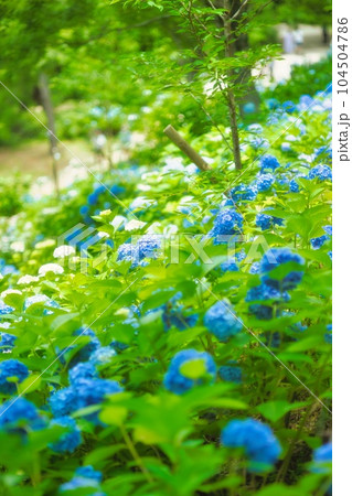 アジサイ　紫陽花　あじさい 104504786