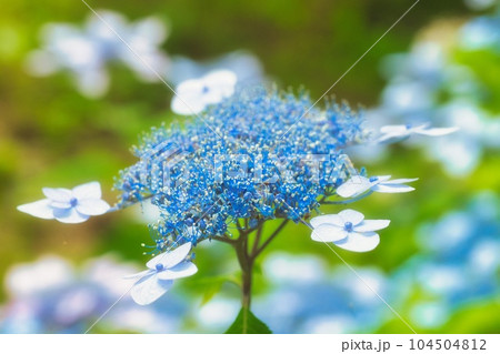 アジサイ 紫陽花 あじさい アジサイ 紫陽花 あじさい 104504812
