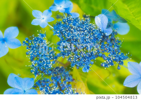 アジサイ 紫陽花 あじさい アジサイ 紫陽花 あじさい 104504813