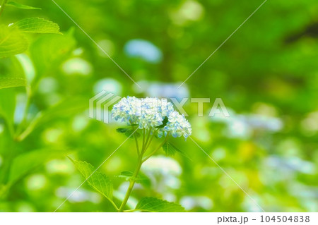 アジサイ　紫陽花　あじさい 104504838