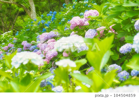 アジサイ 紫陽花 あじさい アジサイ 紫陽花 あじさい 104504859
