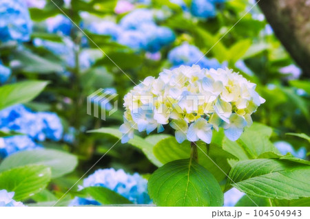 アジサイ　紫陽花　あじさい 104504943