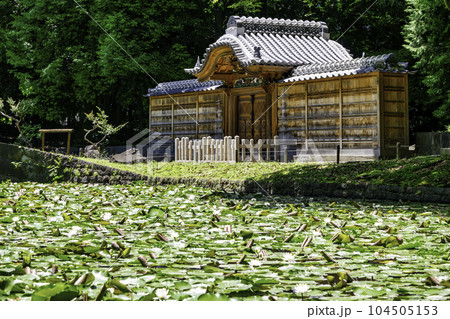 東京都　小石川後楽園　唐門の池（内庭）と睡蓮　国の特別史跡 104505153