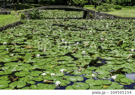 東京都 小石川後楽園 唐門の池(内庭)と睡蓮 国の特別史跡 東京都 小石川後楽園 唐門の池(内庭)と睡蓮 国の特別史跡 104505154