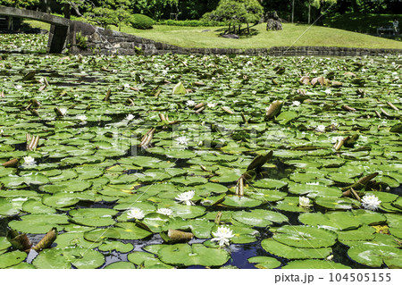 東京都　小石川後楽園　唐門の池（内庭）と睡蓮　国の特別史跡 104505155