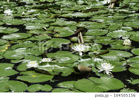 東京都 小石川後楽園 唐門の池(内庭)と睡蓮 国の特別史跡 東京都 小石川後楽園 唐門の池(内庭)と睡蓮 国の特別史跡 104505156