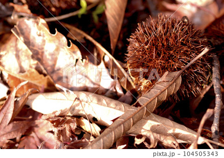 山中でみた栗 104505343