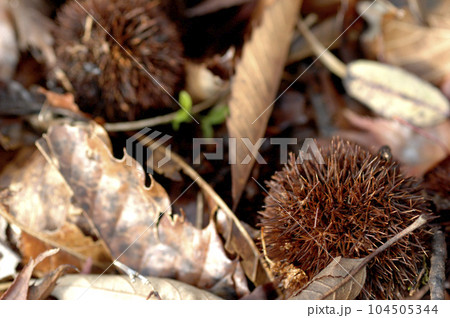 山中でみた栗 104505344