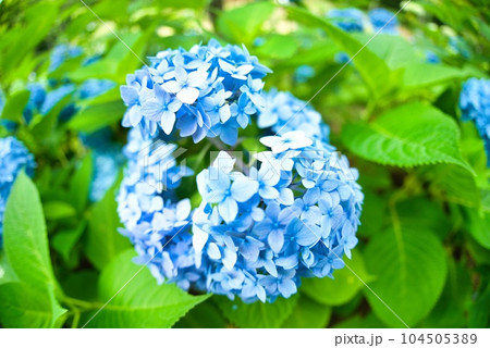 アジサイ　紫陽花　あじさい　魚眼 104505389