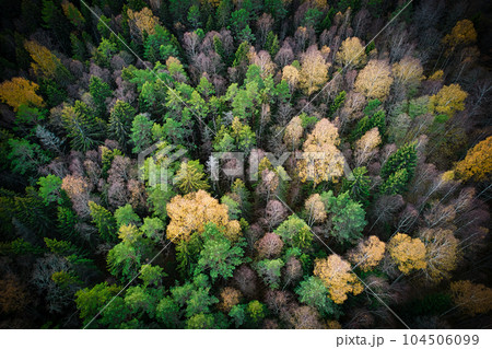 Above aerial shot of green pine forests and yellow foliage groves with beautiful texture of golden treetops. Beautiful fall season scenery in evening. Mountains in autumn colors in golden time Above aerial shot of green pine forests and yellow foliage groves with beautiful texture of golden treetops. Beautiful fall season scenery in evening. Mountains in autumn colors in golden time 104506099