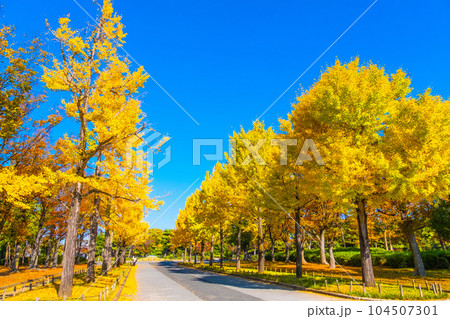 大仙公園のイチョウ並木 104507301
