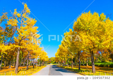 大仙公園のイチョウ並木 大仙公園のイチョウ並木 104507302
