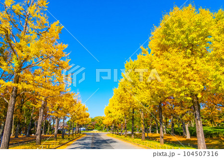 大仙公園のイチョウ並木 104507316