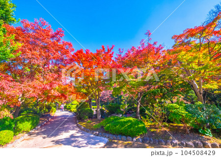大仙公園の紅葉 104508429