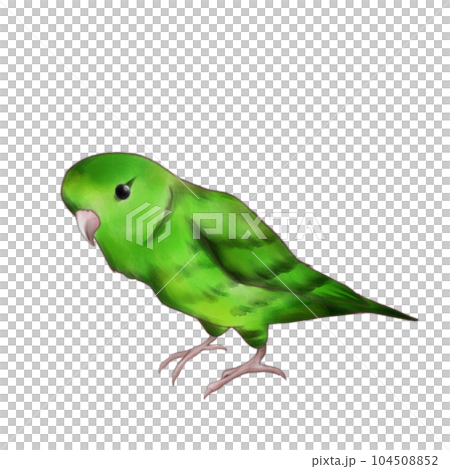 Barred parakeet/green 104508852