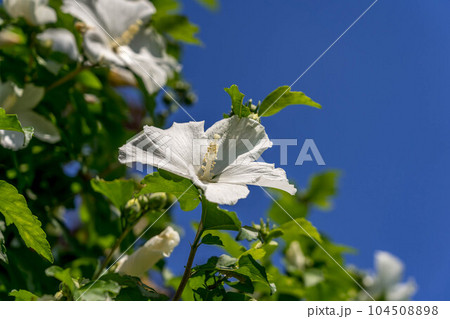 真夏の青空と白いムクゲの花 真夏の青空と白いムクゲの花 104508898