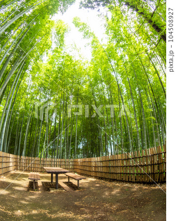 初夏の美しい竹林の景色 対角魚眼レンズて撮った新緑と新芽 初夏の美しい竹林の景色 対角魚眼レンズて撮った新緑と新芽 104508927