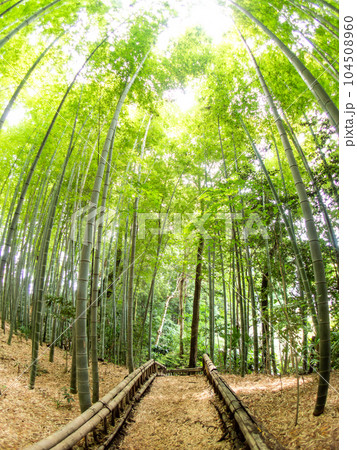 初夏の美しい竹林の景色　対角魚眼レンズて撮った新緑と新芽 104508960
