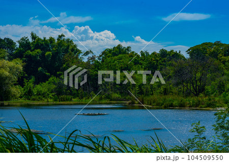 A tranquil forest with lake against the blue sky. The place called Banyu Mumbul, Surabaya, Indonesia. 104509550
