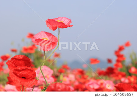 ポピー2301 104509657