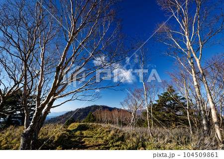 高デッキのダケカンバ林と毛無山方面の稜線 104509861