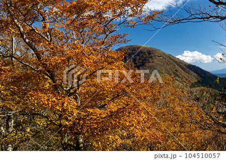 雨ヶ岳のブナの黄葉と竜ヶ岳山頂を望む 雨ヶ岳のブナの黄葉と竜ヶ岳山頂を望む 104510057