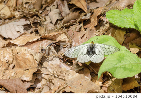 ウスバシロチョウ ウスバシロチョウ 104510084