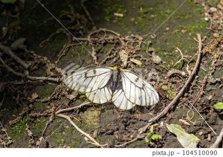 ウスバシロチョウ ウスバシロチョウ 104510090