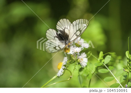 ウスバシロチョウ ウスバシロチョウ 104510091