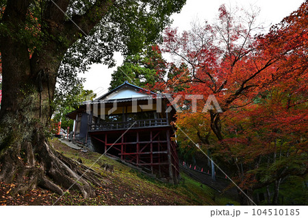 王地山まけきらい稲荷の紅葉 104510185