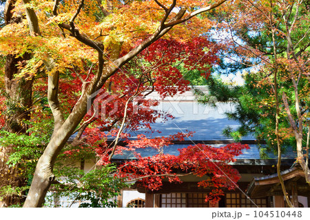 鎌倉 覚園寺の美しい紅葉 104510448