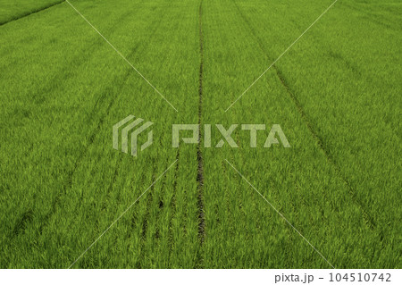 田んぼ 7月 / rice field Japan 田んぼ 7月 / rice field Japan 104510742