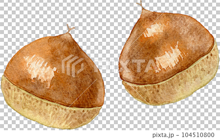 板栗水彩插圖 板栗水彩插圖 104510800