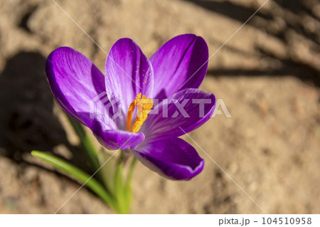 クロッカス クロッカス 104510958