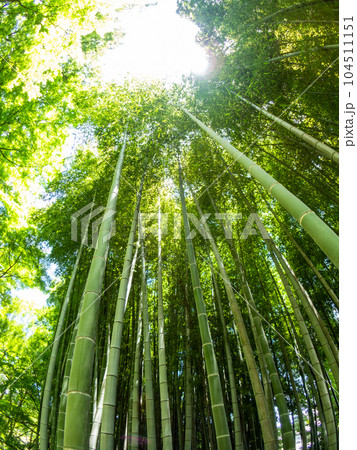 初夏の美しい竹林の景色 対角魚眼レンズて撮った新緑と新芽 初夏の美しい竹林の景色 対角魚眼レンズて撮った新緑と新芽 104511151