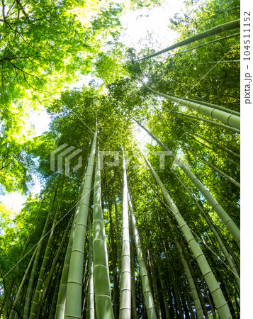 初夏の美しい竹林の景色 対角魚眼レンズて撮った新緑と新芽 初夏の美しい竹林の景色 対角魚眼レンズて撮った新緑と新芽 104511152