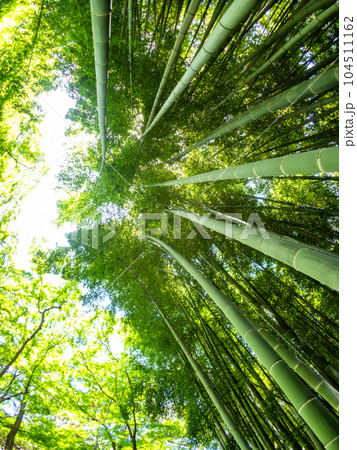 初夏の美しい竹林の景色 対角魚眼レンズて撮った新緑と新芽 初夏の美しい竹林の景色 対角魚眼レンズて撮った新緑と新芽 104511162