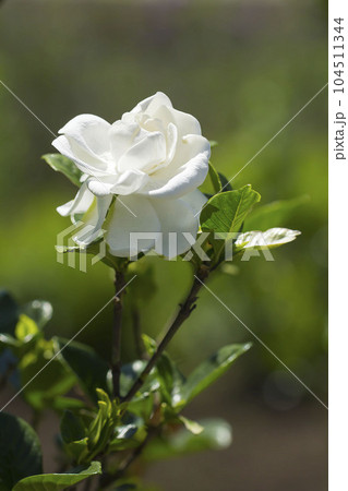 クチナシ 104511344