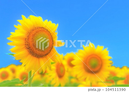 快晴の青空と満開の鮮やかな向日葵 104511390
