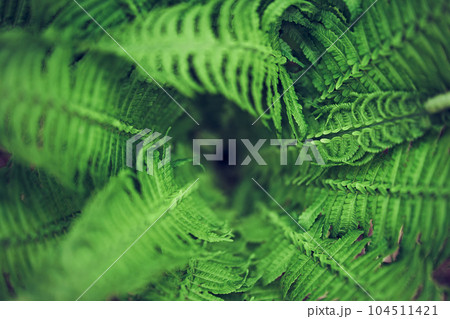 Top view of the background image of green fern leaves, the colors of spring leaves are ideal for seasonal use. High quality photo 104511421