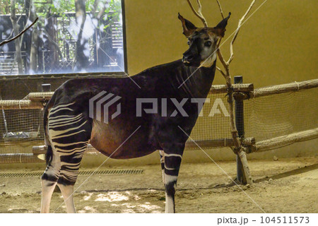 動物園の珍獣オカピ 動物園の珍獣オカピ 104511573