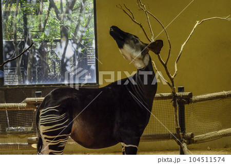 動物園の珍獣オカピ 104511574