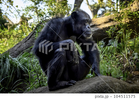 考えるチンパンジー 104511575