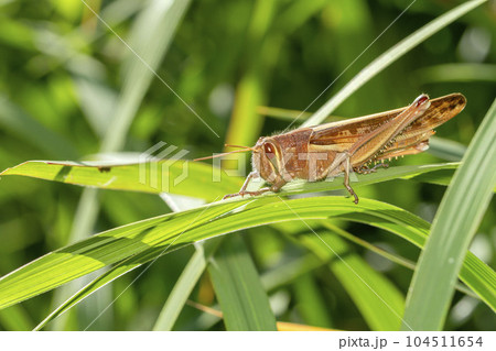ツチイナゴ ツチイナゴ 104511654
