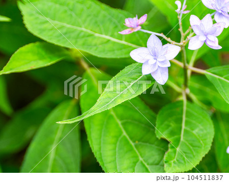 シーボルトが愛した美しいアジサイ 幻のアジサイ シチダンカ シーボルトが愛した美しいアジサイ 幻のアジサイ シチダンカ 104511837