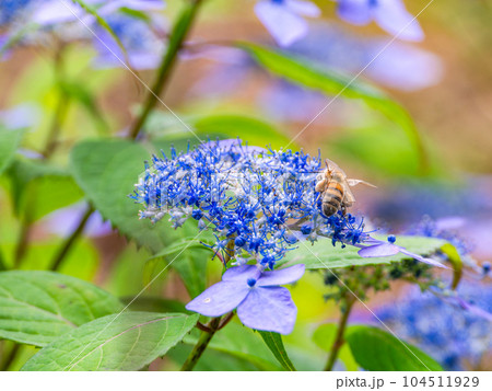 初夏の美しい花　満開のアジサイに来た可愛いミツバチ 104511929