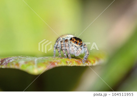 ネコハエトリ 104511955